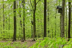 Frühlingsimpressionen im Ottweiler Wald (10)