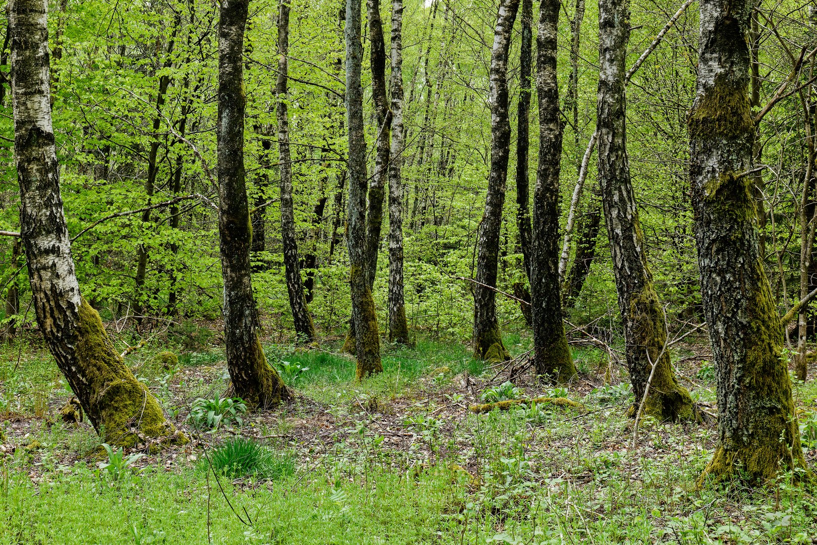 Frühlingsimpressionen im Ottweiler Wald (11)