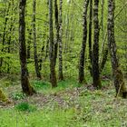 Frühlingsimpressionen im Ottweiler Wald (11)