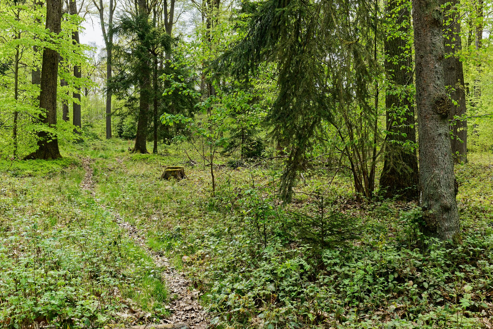 Frühlingsimpressionen im Ottweiler Wald (2)