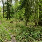 Frühlingsimpressionen im Ottweiler Wald (2)