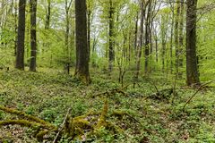 Frühlingsimpressionen im Ottweiler Wald (3)