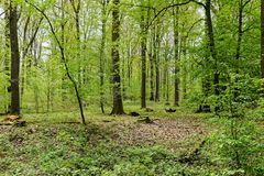 Frühlingsimpressionen im Ottweiler Wald (4)