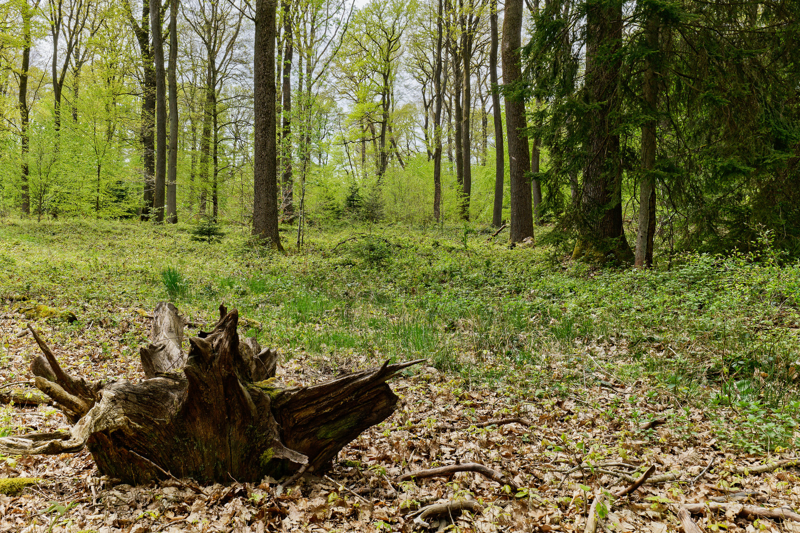 Frühlingsimpressionen im Ottweiler Wald (5)