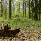 Frühlingsimpressionen im Ottweiler Wald (5)