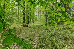 Frühlingsimpressionen im Ottweiler Wald (6)