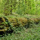 Frühlingsimpressionen im Ottweiler Wald (7)