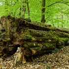 Frühlingsimpressionen im Ottweiler Wald (8)