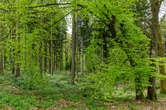 Frühlingsimpressionen im Ottweiler Wald