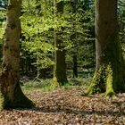 Frühlingsimpressionen im Wald (2)