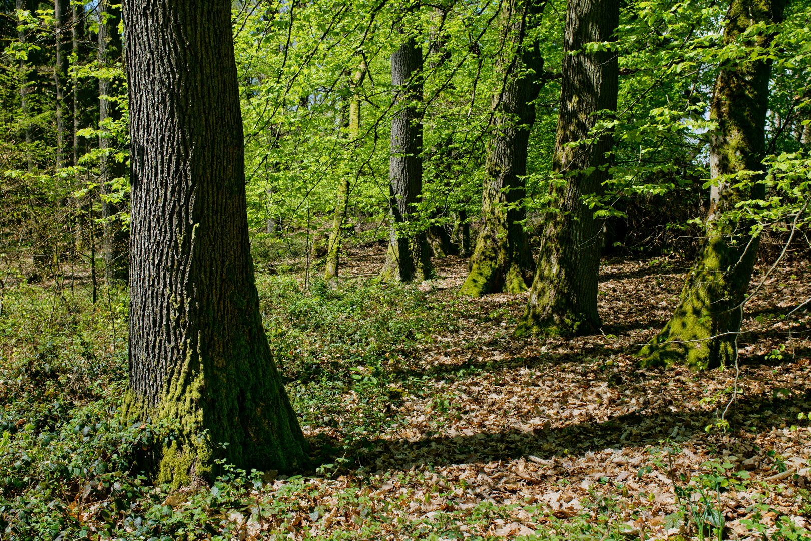 Frühlingsimpressionen  im Wald