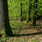 Frühlingsimpressionen  im Wald