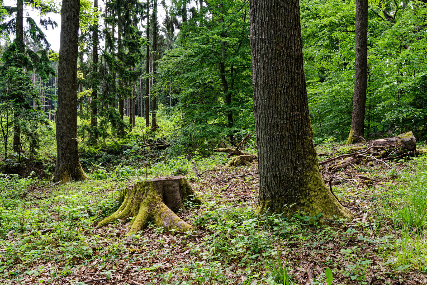 Frühlingsimpressionen im Wald