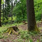 Frühlingsimpressionen im Wald