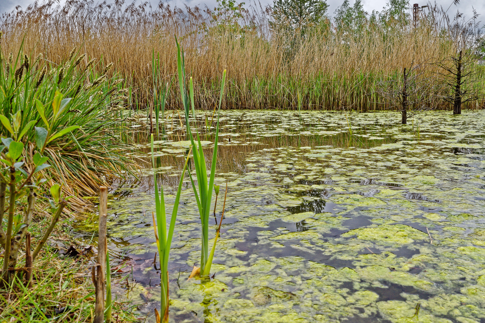 Frühlingsimpressionen in den Wassergärten Landsweiler-Reden