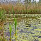 Frühlingsimpressionen in den Wassergärten Landsweiler-Reden