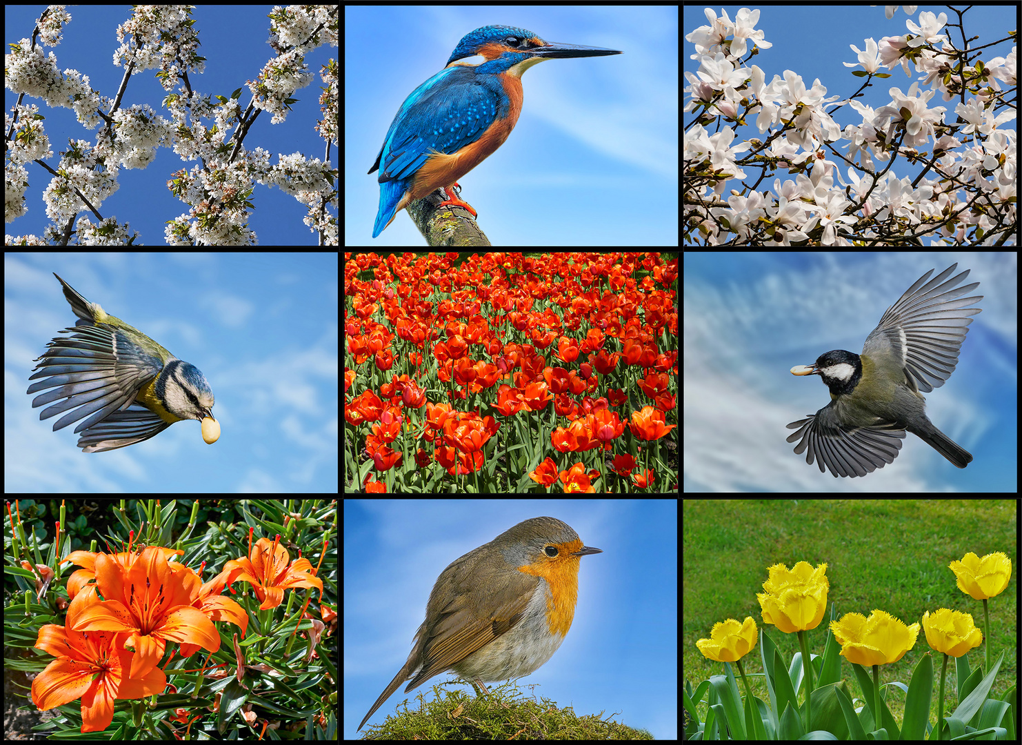 Frühlingsimpressionen mit Flora & Fauna