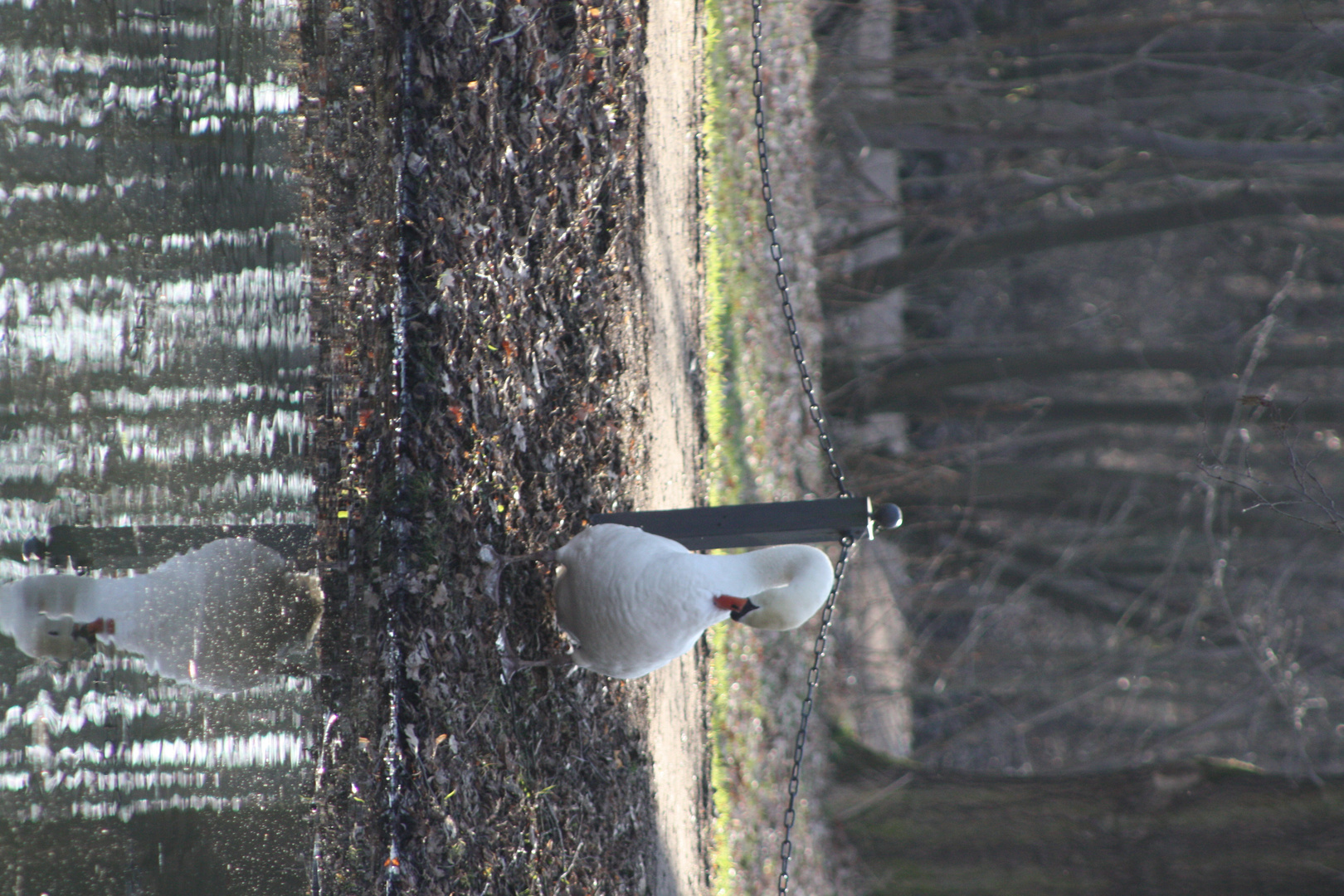 Frühlingsinterpretation- Schwan