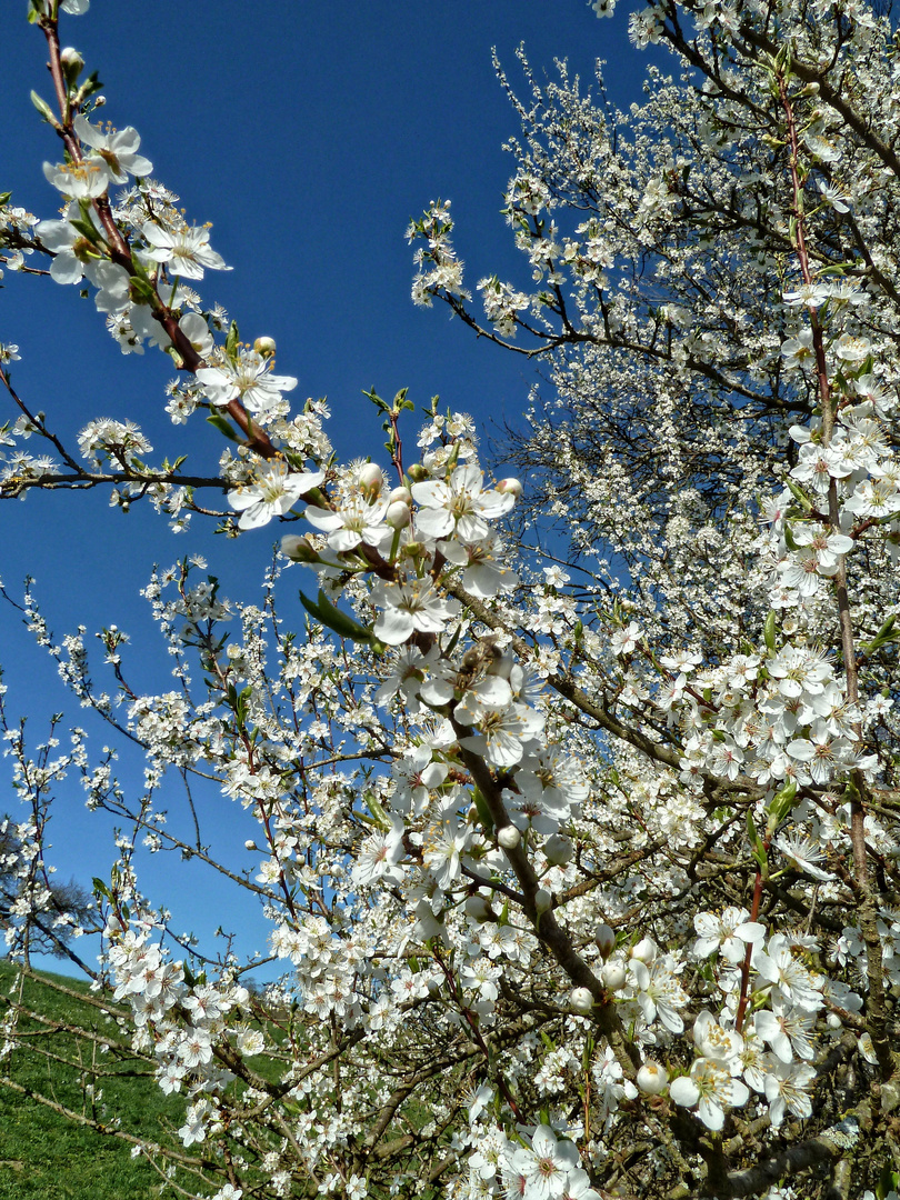 Frühlingsjubel