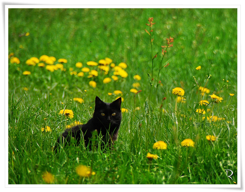 Frühlingskatze