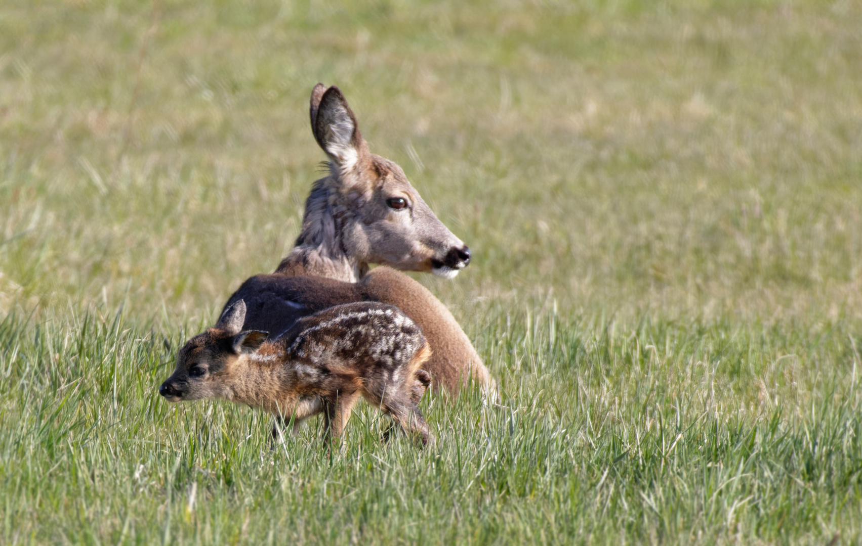 Frühlingskind - Rehkitz (Capreolus capreolus)