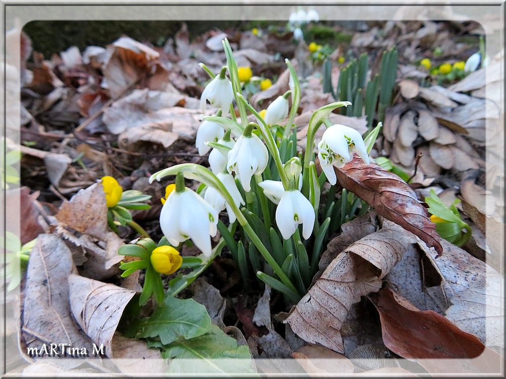 Frühlingsklingeling  (mit Gedicht)