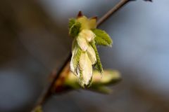 Frühlingsknospe in zartem grün (Foto: Jutta)