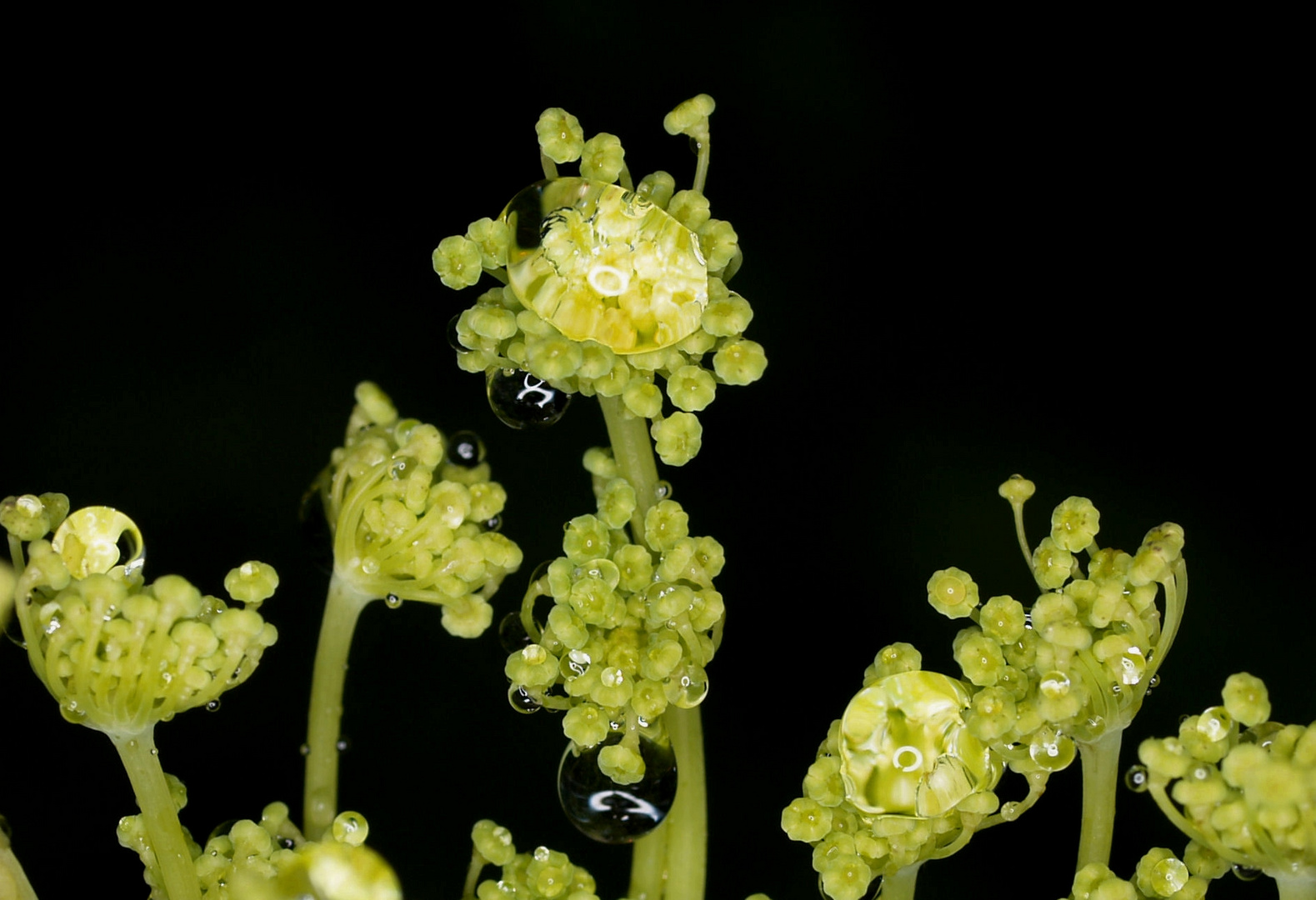 Frühlingsknospen