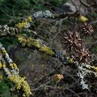 Frühlingsknospen am Amberbaum, der Winter ist vergangen!