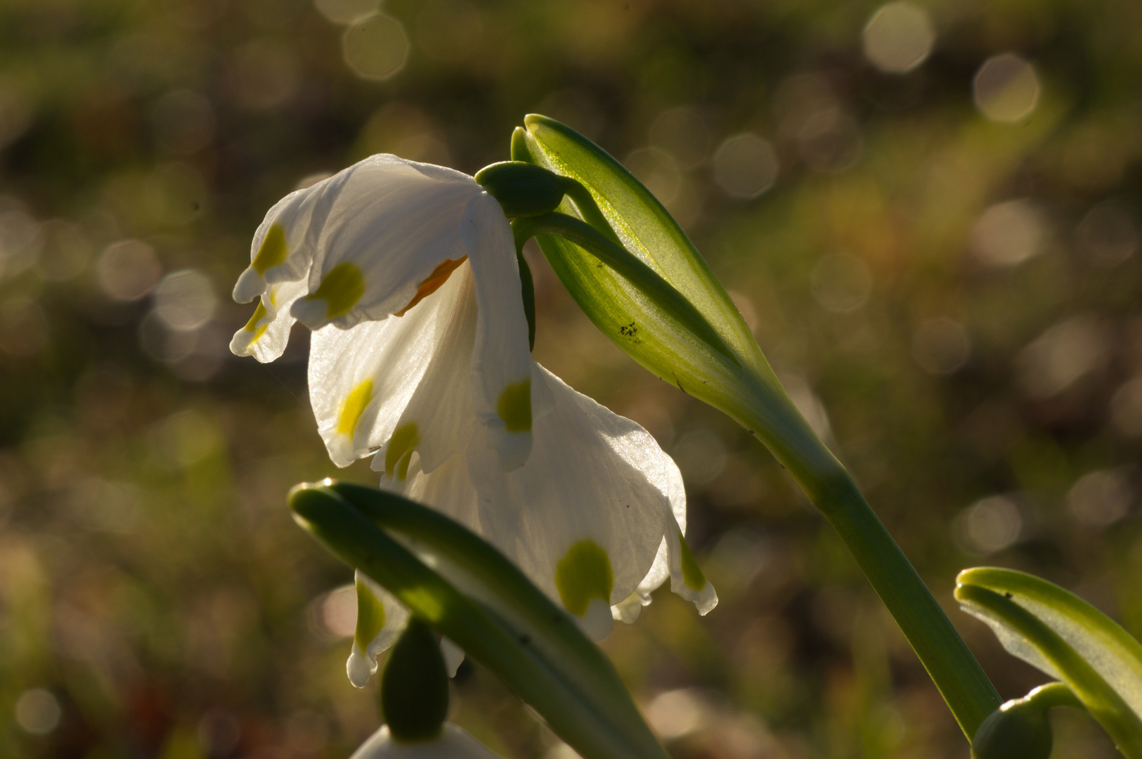 Frühlingsknoten