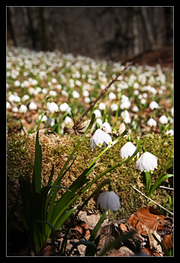 Frühlingsknoten