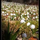 Frühlingsknoten