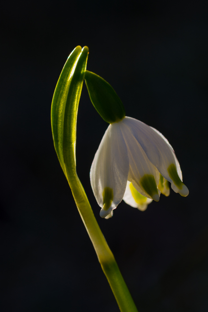 Frühlingsknoten2