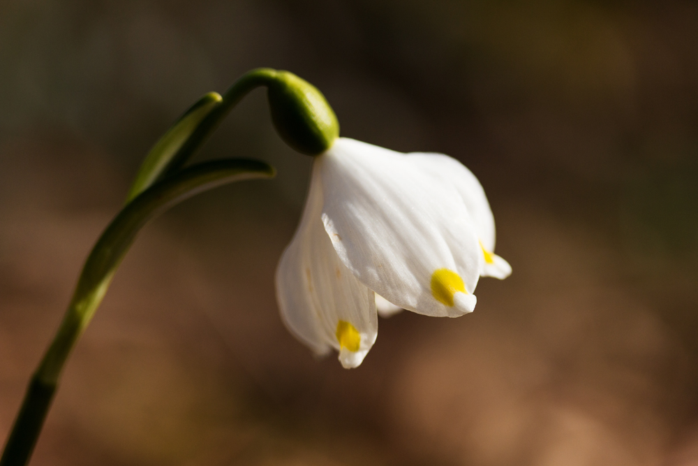 Frühlingsknotenblume