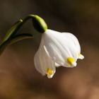 Frühlingsknotenblume