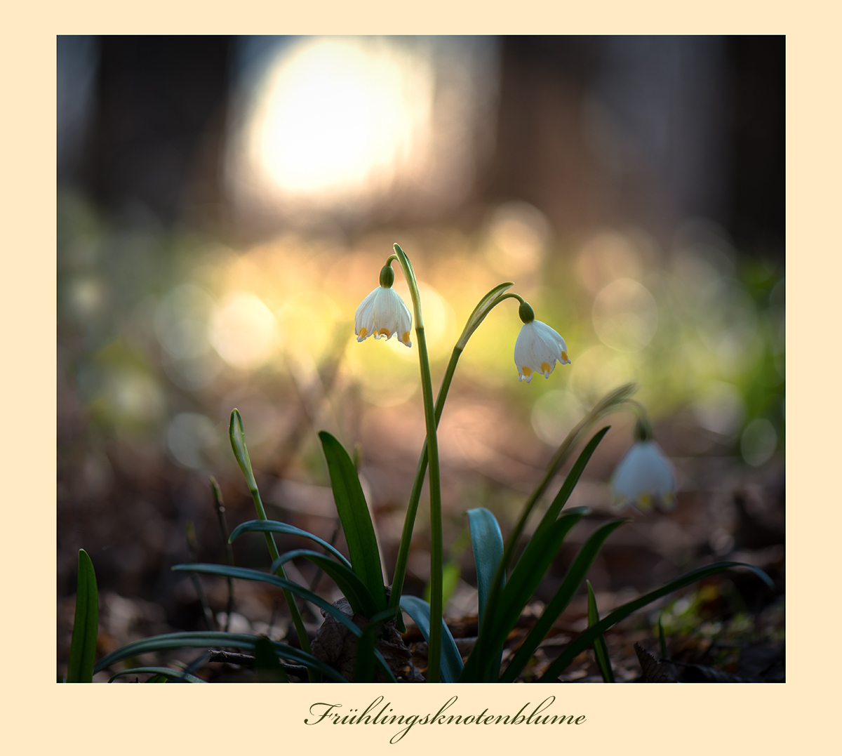 Frühlingsknotenblume