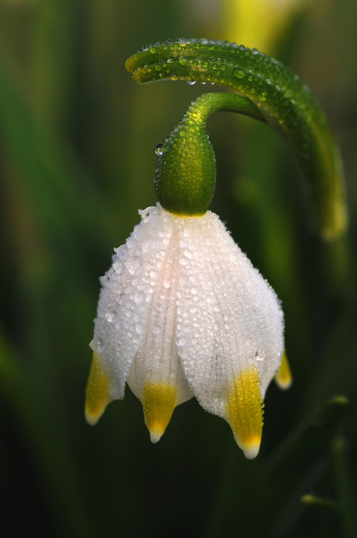 Frühlingsknotenblume