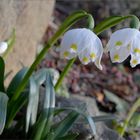 Frühlingsknotenblume