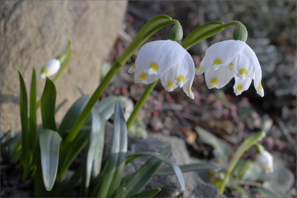 Frühlingsknotenblume