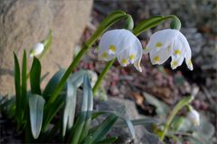 Frühlingsknotenblume