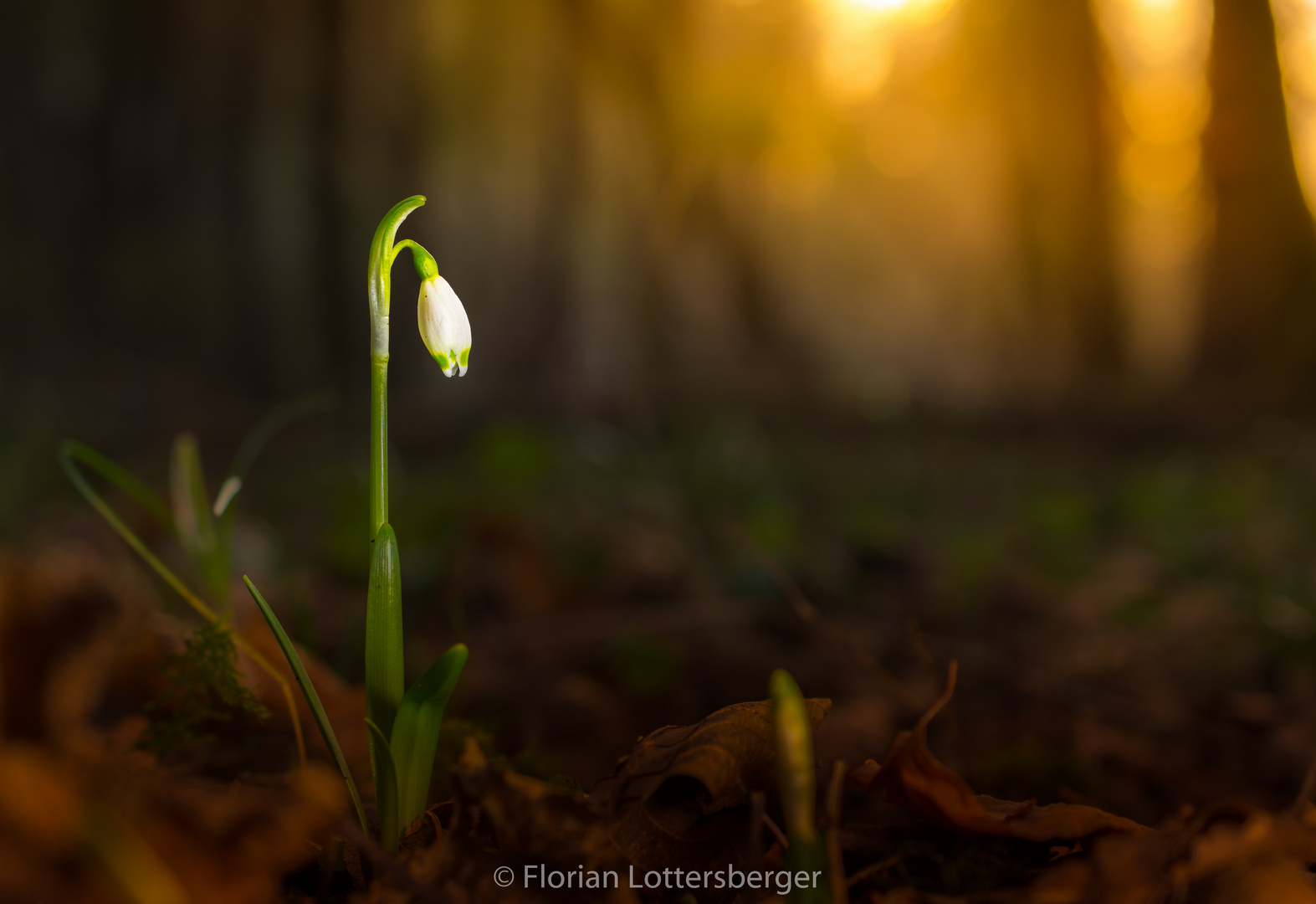 Frühlingsknotenblume