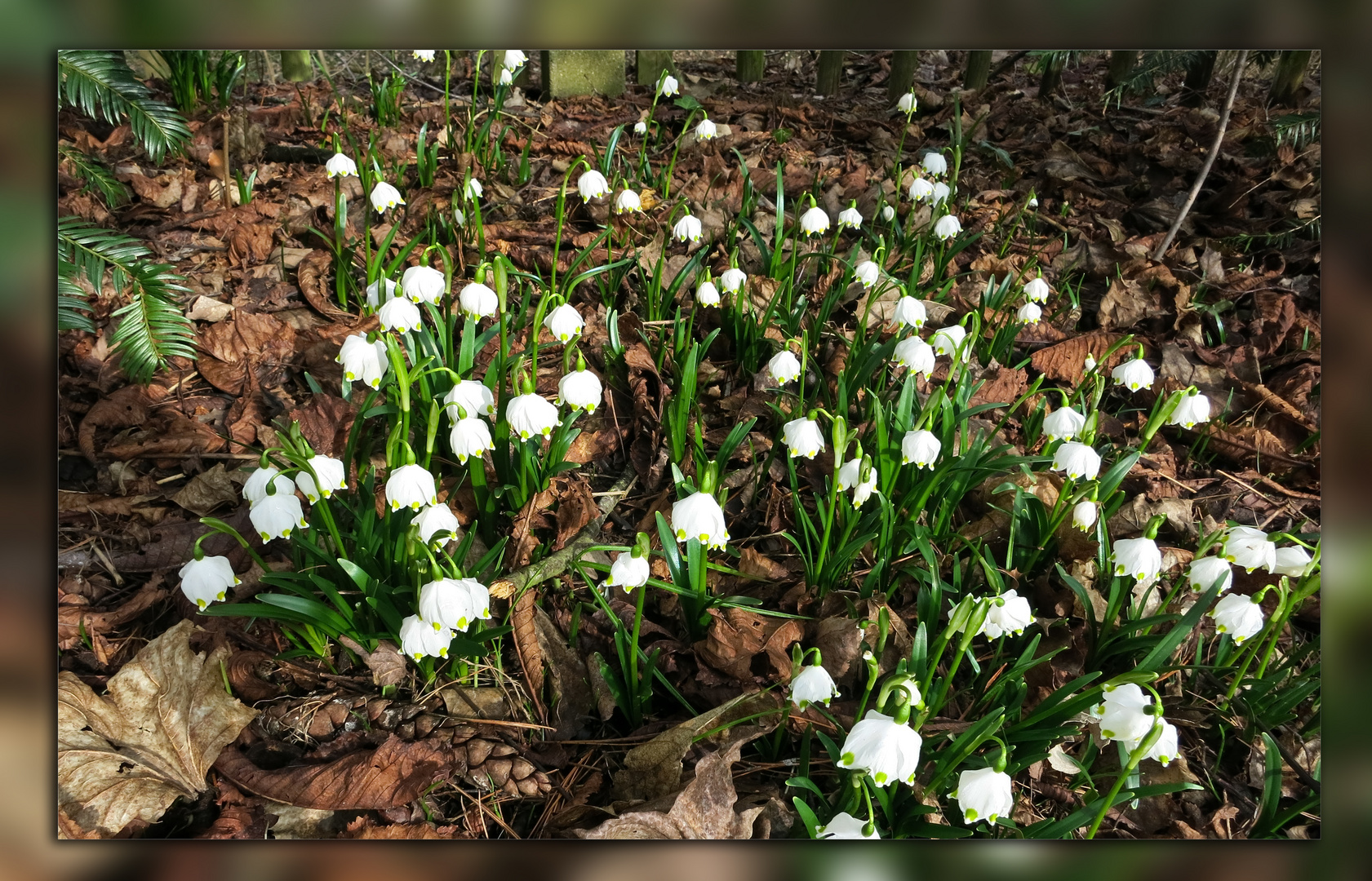 Frühlingsknotenblume