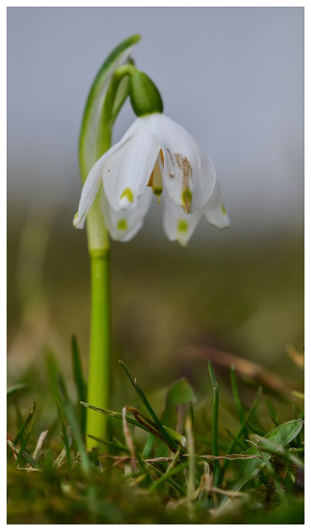 Frühlingsknotenblume