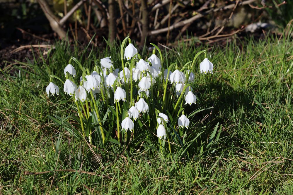 Frühlingsknotenblume