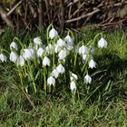 Frühlingsknotenblume