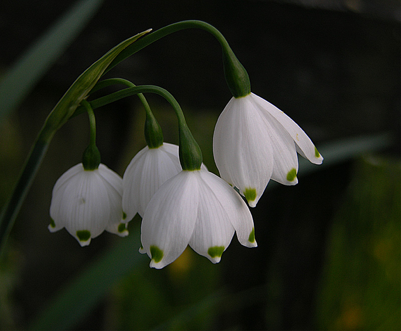 Frühlingsknotenblume