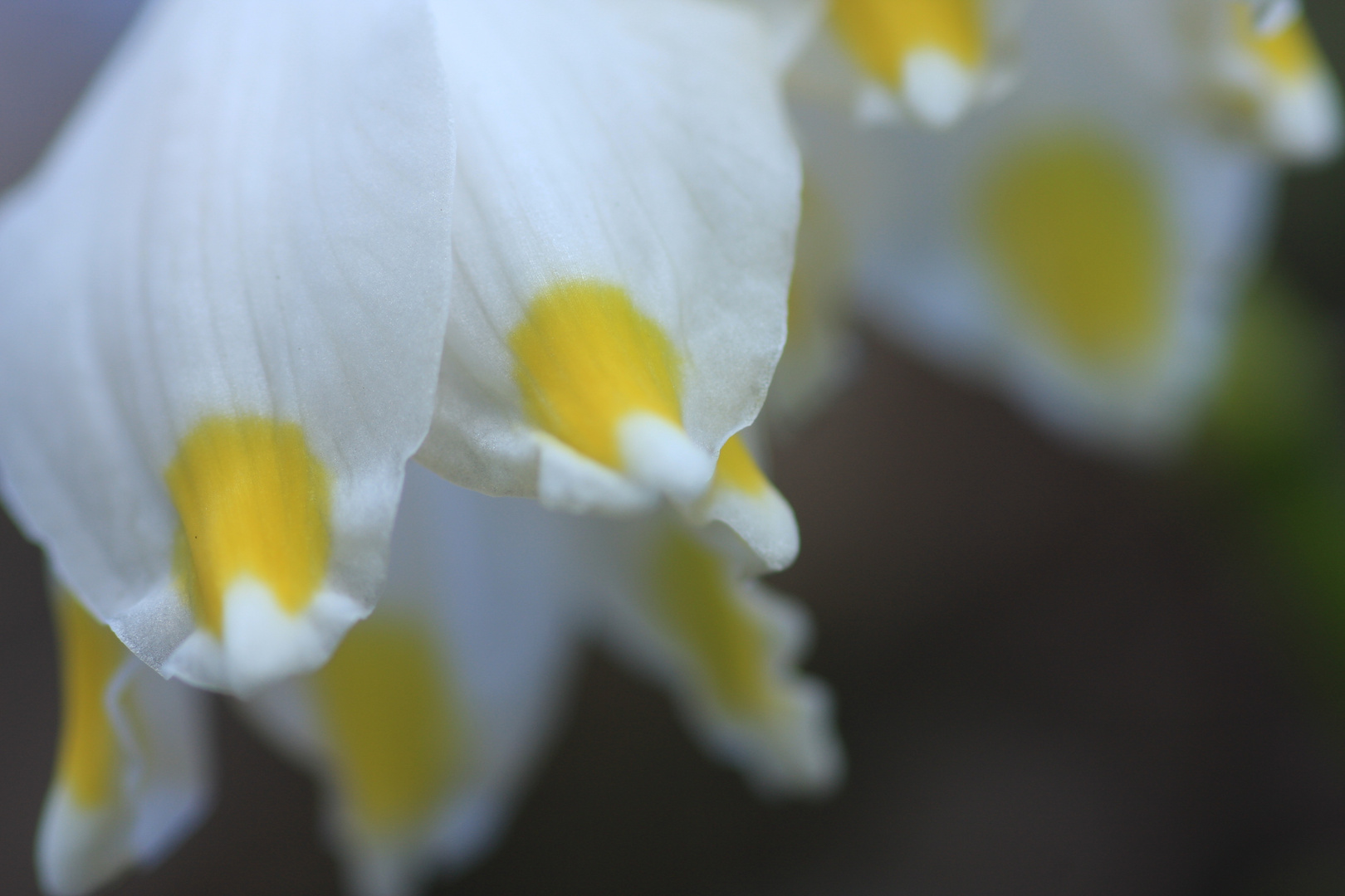 Frühlingsknotenblume