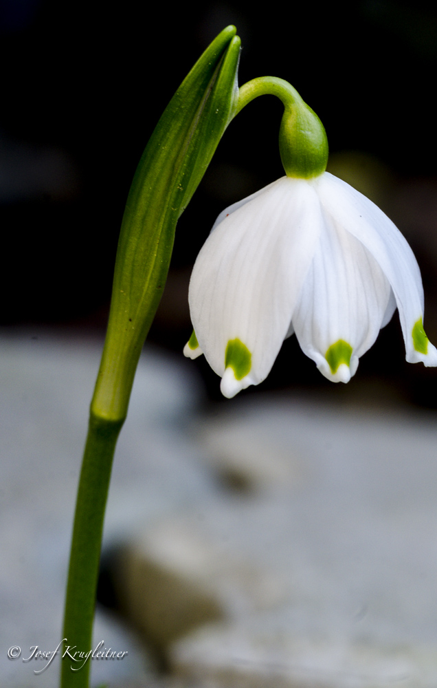 Frühlingsknotenblume