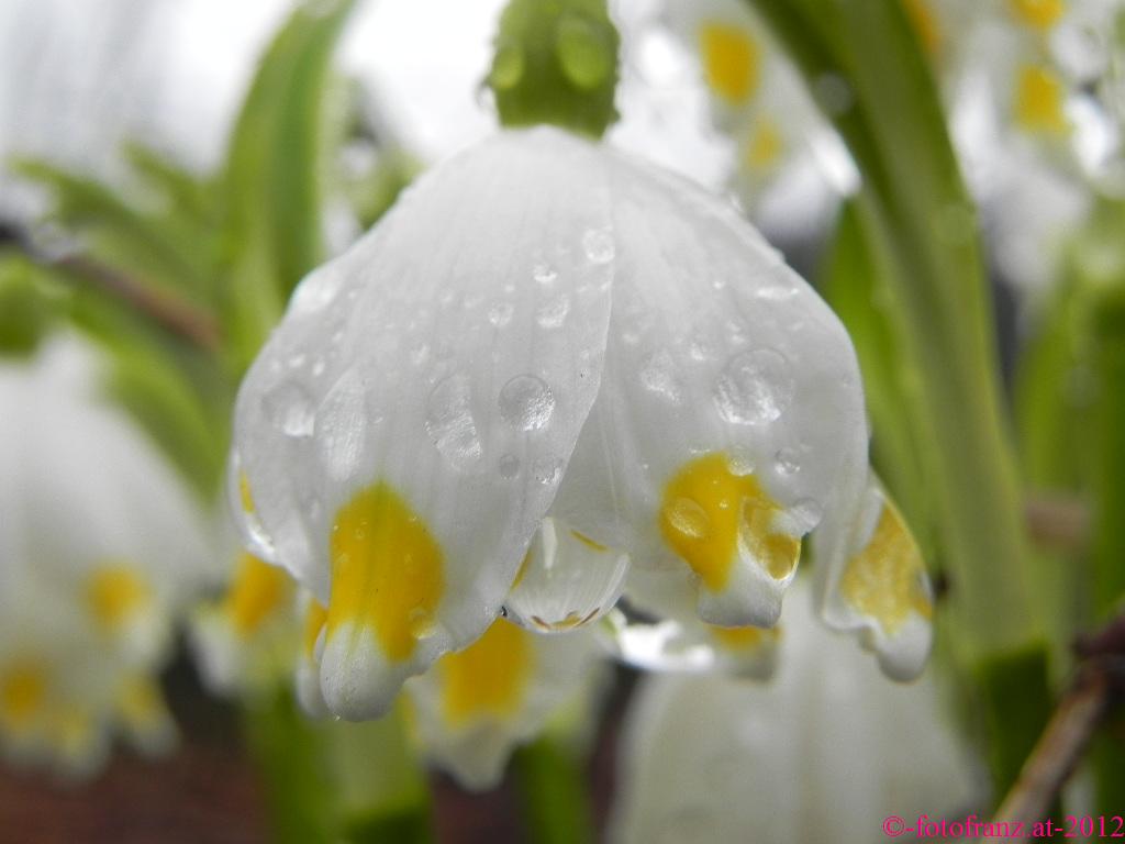 Frühlingsknotenblume