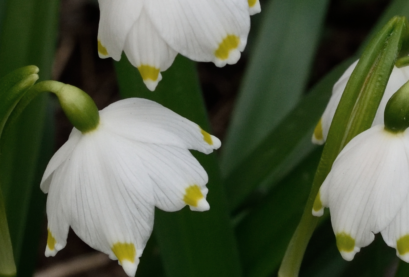 Frühlingsknotenblume